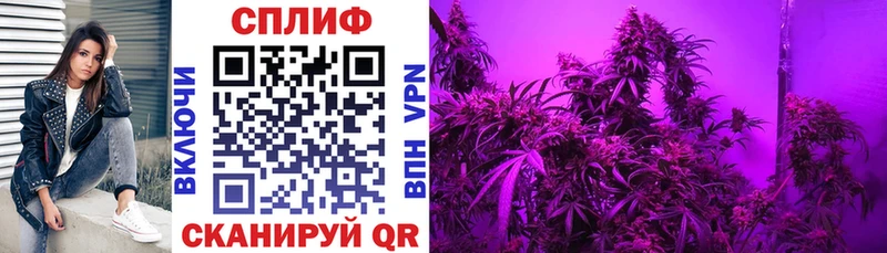 Марихуана White Widow  MEGA рабочий сайт  Калач  закладка 